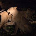 ZMB NOR SouthLuangwa 2016DEC10 NP 088 : 2016, 2016 - African Adventures, Africa, Date, December, Eastern, Month, National Park, Northern, Places, South Luangwa, Trips, Year, Zambia
